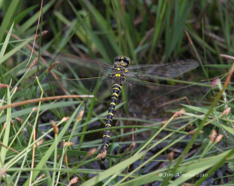 sbgallery Golden Ringed Dragonfly female flight Catherton 23 7 06IMG_5898